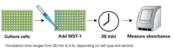 WST 1 Cell Proliferation Assay Kit